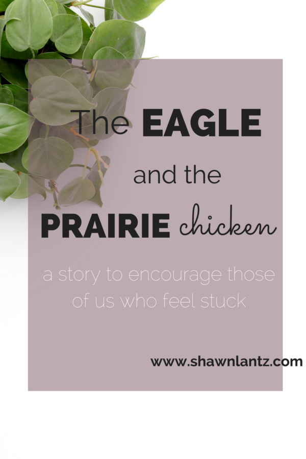 The Prairie Chicken and the Eagle